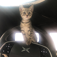 ���ڹ���ԭ���޷������չ��Һ���������С�껨è��