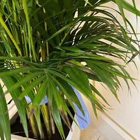 �ҵ�ɢβ������ô�ˣ�����ͦ��������첻��