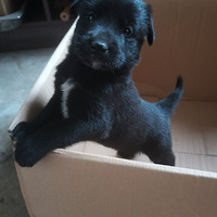 ��˵���������ֿɰ�����¼�Ҽ�С��Ь��һ���µ�����´�