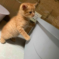 �������ɰ���Сè�Ҹ���ů�ļ�(������裺�����)���Ѵ�����