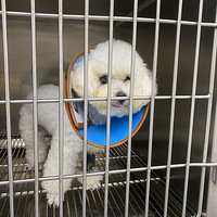 ���������˸���غ