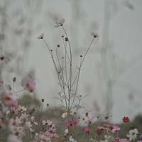 ΢��� С���� ����ȼ