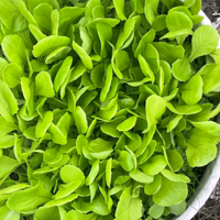 �ҵ�һ���ֲˣ����