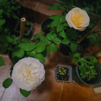 ���������������¼����ڿ�����