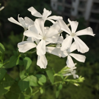 �����ϲ����ѩ�Ļ���ôӦ��Ҳ��ϲ����ѩ�ɣ���