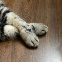 �Ҽ�èΪʲôһֱ�����֣���