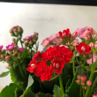 ���ٻ����̫�ÿ���