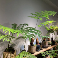 �Է��Ŷӿ�����ާ���