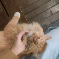 ����һ�ŵĳ�ë����