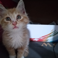 �񵽵��ӳ�����ĳ�ëСŮ��