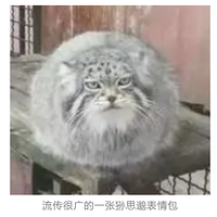 ϡwanghongǣһȫĹ