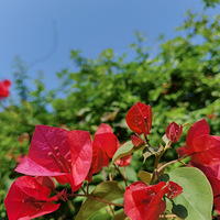 �����ڼ���ĵ�5�졭��ζ֮ǰ�Ĺ��Ļ���