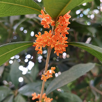 ���컹��Ҫ�𻨰�ÿ�춼������