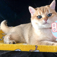 ��β������������յĲ�ʺ��