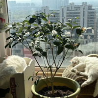 ʮ�¹𻨻��ڹ۲��¼