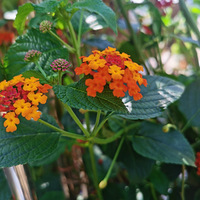 �����������ã���԰����Ļ���������