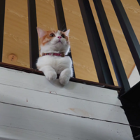 �����ǣ��𱦿��Ե����������è��