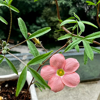 ����������huahua�ݲݶ���ƭ��