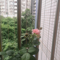 �ֻ��Ĳ�������������