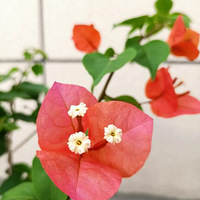 ����÷�����������