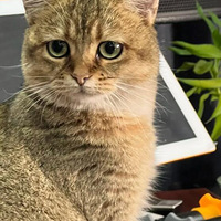 �������è��Ҳ����������