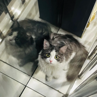 ���ҿ������ǹ�˾���è��