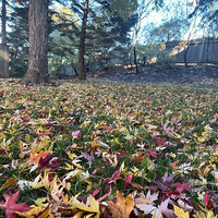 ���˼ҵĻ�԰