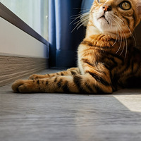 ��è�ܵ�����