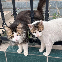 ����Сè&ɥɥС��