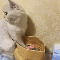 ���ˣ���׽��һֻ͵�޻��ǵ�è��