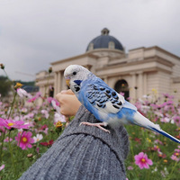 ��������һ������