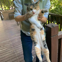 �������õ�����СҰè�����Ұ�ܳɹ�����