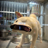 �����濴�˰��Сʱ�ˣ��⹷����ȫ�ݶ��û������