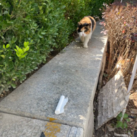 ��è�ϵ������� ��������