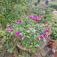 ��ؾӼҵڶ��죬�а����˵�С���л���