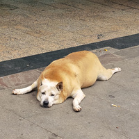 ������һ����������ͷɥ��