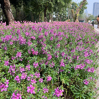 �����ù��������