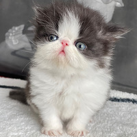 ������Сè�䣬��һ��һ��