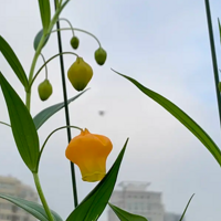 ��ֲ���ưٺϿ���