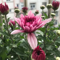 ��ͷ�ձ�����