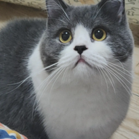 ����ҿ����ҵ�����Сè��