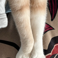 ��һ�ƿ�һ�� è�������Ӵ ����������ʱ