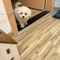 ���ӵ�һ�μ�ë���˸��󳵣����θ���������Ч��