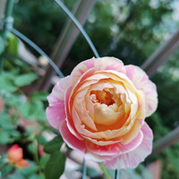 ��һ��Ī�ο�����