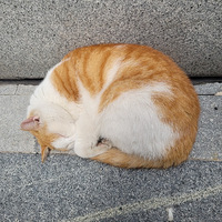 ��������ѹ�����С����������è����ʤ�ء�