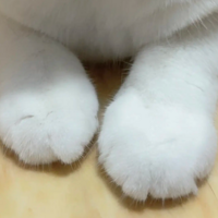 èè�Ľ��ر�ɰ�