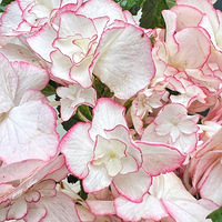 ÿ��һ�����ʻ���#����С�㣬����ͺ�ӣ���Ҳ�ǻ��ӣ�