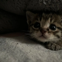 ·�ϼ��С�껨̫�ɰ��ˣ������Ҳ����