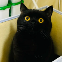 �����ˣ��Ҽ�è���ǲ�����˯���ϣ���ô�죿