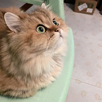 ��ë�𽥲���������